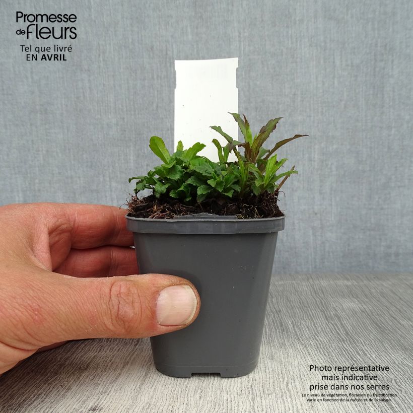 Solidago canadensis 7/8 cm pot sample as delivered in spring