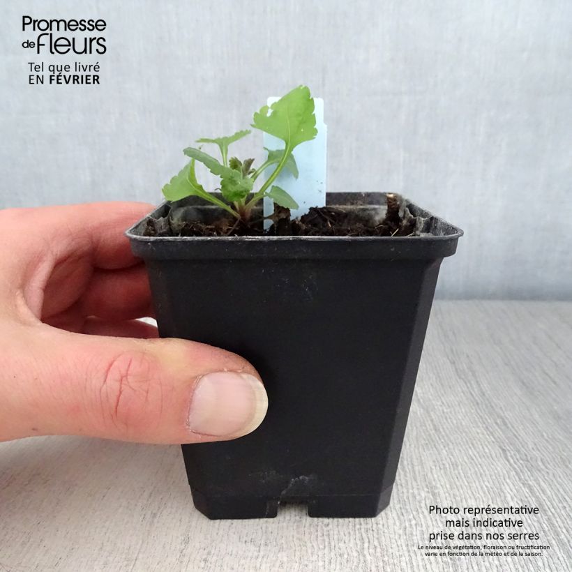 Solidago sphacelata Golden Fleece 8/9 cm pot sample as delivered in winter