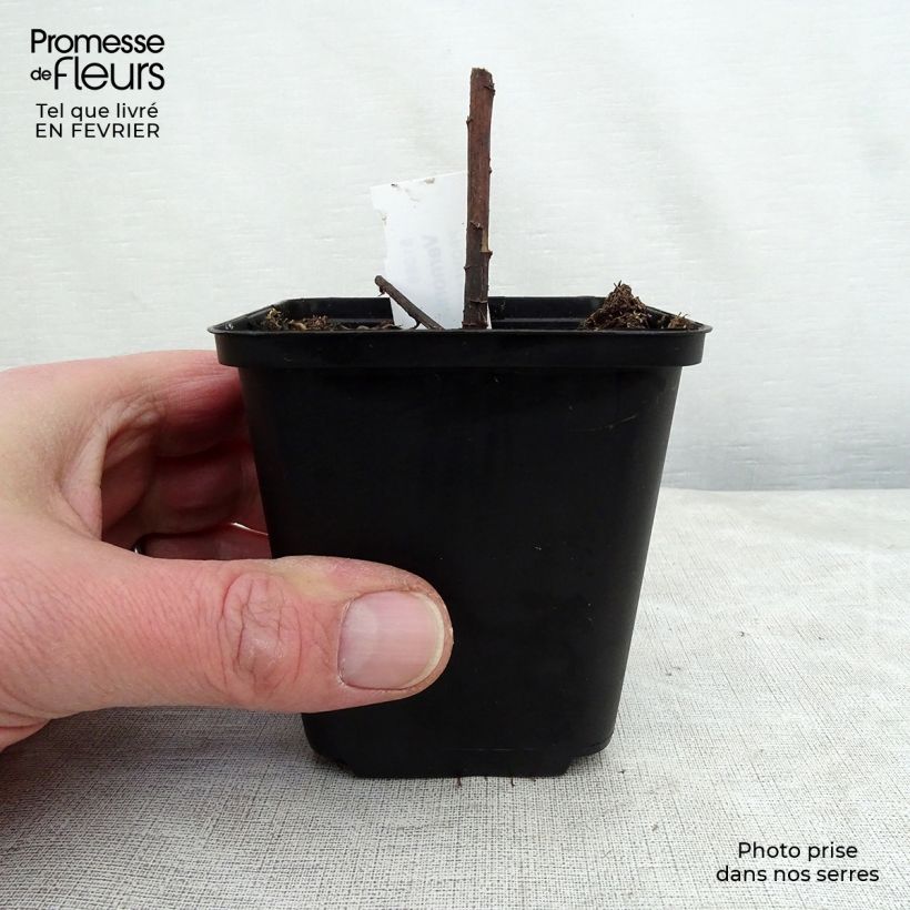 Vernonia baldwinii - Ironweed 8/9 cm pot sample as delivered in winter