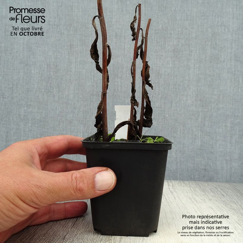 Vernonia crinita var. alba - Ironweed 8/9 cm pot sample as delivered in autumn