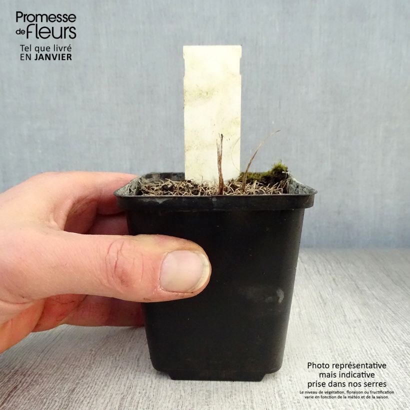 Vernonia crinita - Ironweed 8/9 cm pot sample as delivered in winter