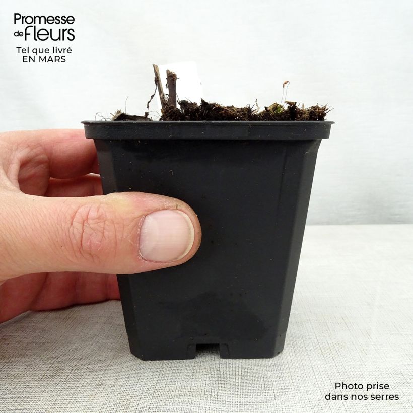 Vernonia crinita Mammuth - Ironweed 8/9 cm pot sample as delivered in spring