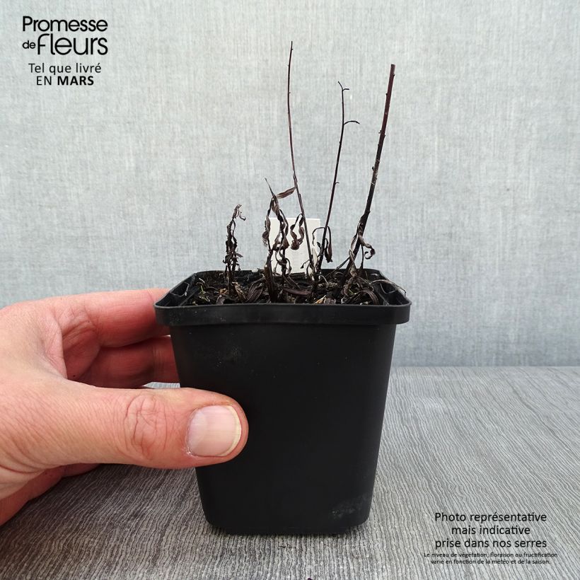 Vernonia lettermannii - Ironweed 8/9 cm pot sample as delivered in winter