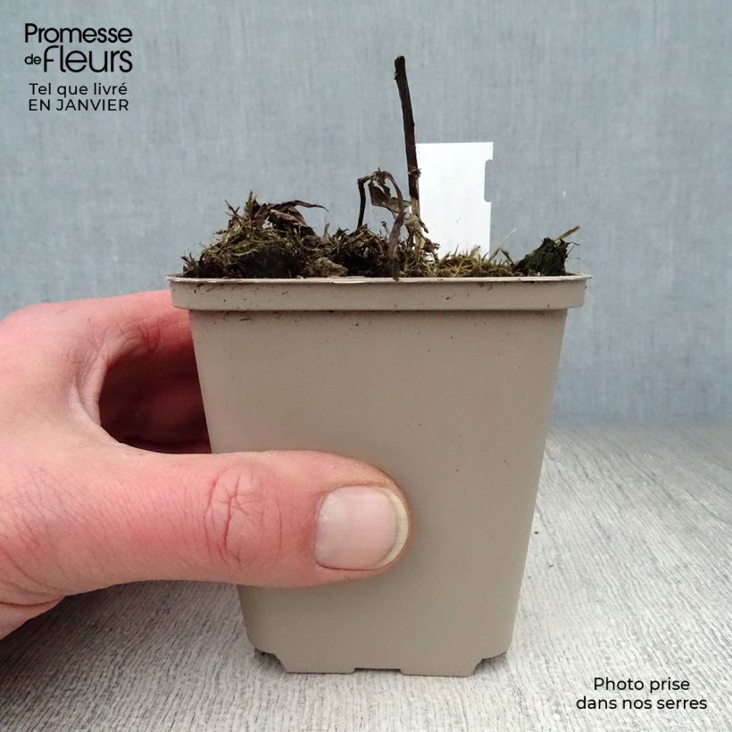 Vernonia noveboracensis - Ironweed 8/9 cm pot sample as delivered in winter