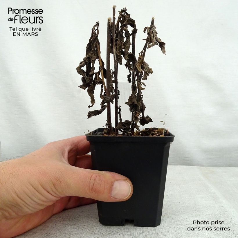 Vernonia noveboracensis White Lightning - Ironweed 8/9 cm pot sample as delivered in spring