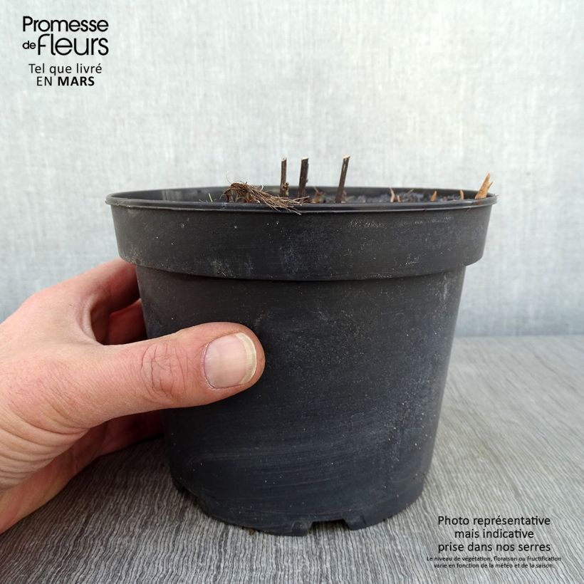Vernonia noveboracensis White Lightning - Ironweed 2L/3L pot sample as delivered in winter