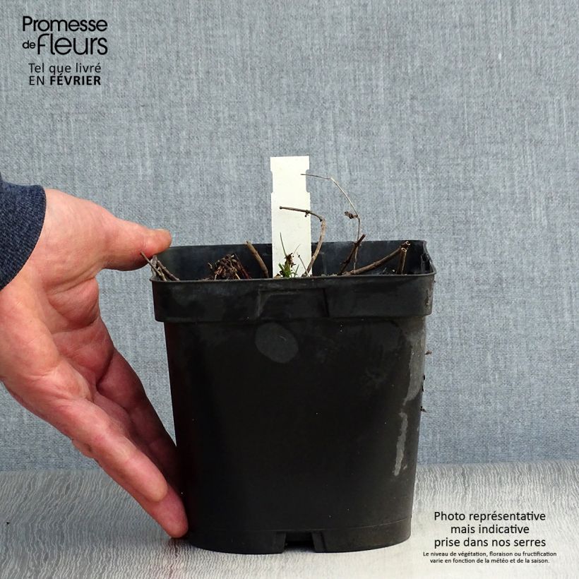 Veronica austriaca Royal Blue 2L/3L pot sample as delivered in winter