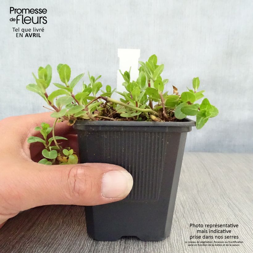 Veronica beccabunga 8/9 cm pot sample as delivered in spring