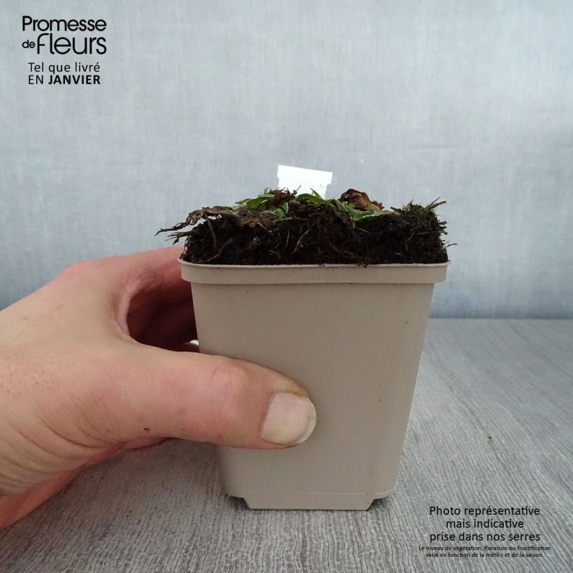 Veronica gentianoides Variegata 8/9 cm pot sample as delivered in winter