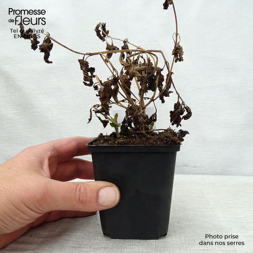 Veronica longifolia Blauriesin 8/9 cm pot sample as delivered in spring