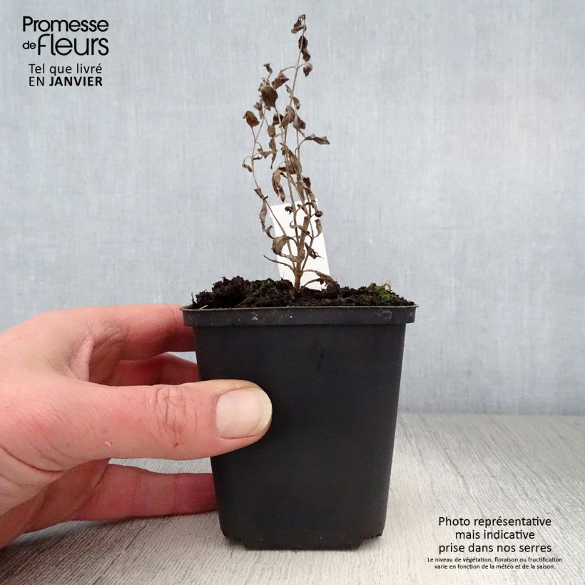 Veronica longifolia Blauriesin 8/9 cm pot sample as delivered in winter