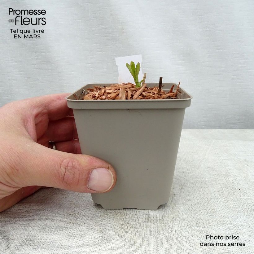 Veronica longifolia Candied Candle 8/9 cm pot sample as delivered in spring