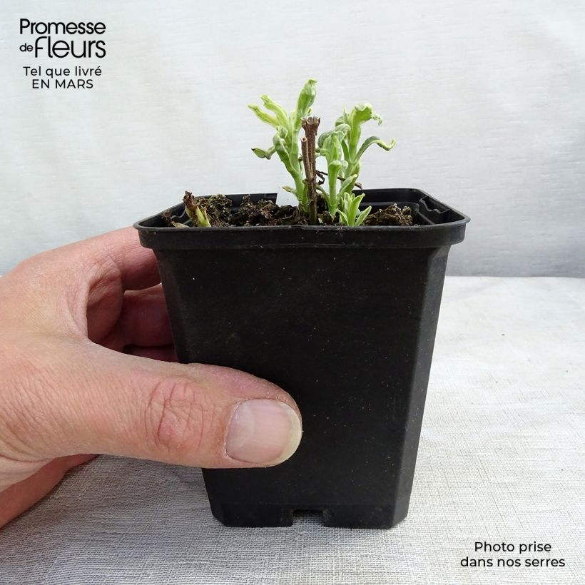 Veronica longifolia Charlotte 8/9 cm pot sample as delivered in spring