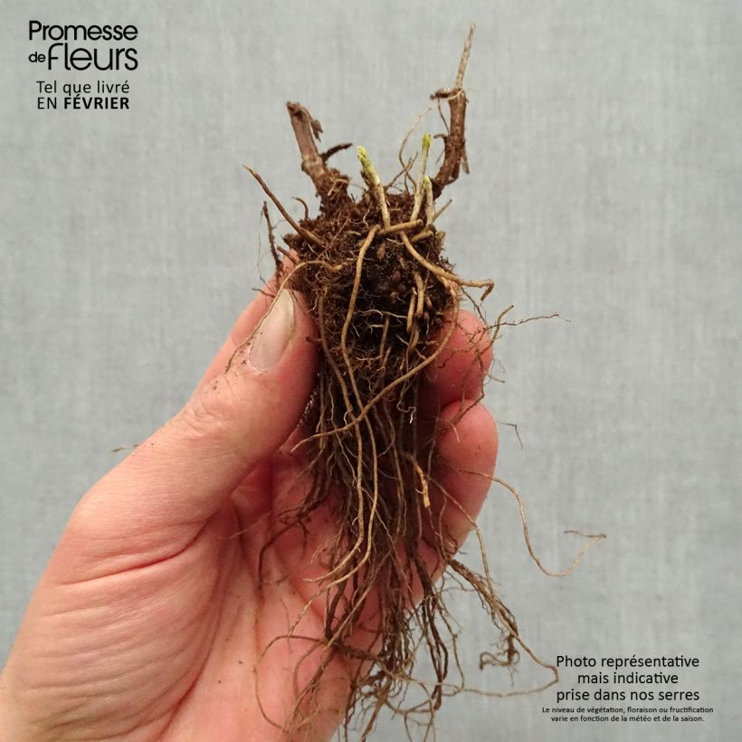 Veronica longifolia First Glory Bare root sample as delivered in winter