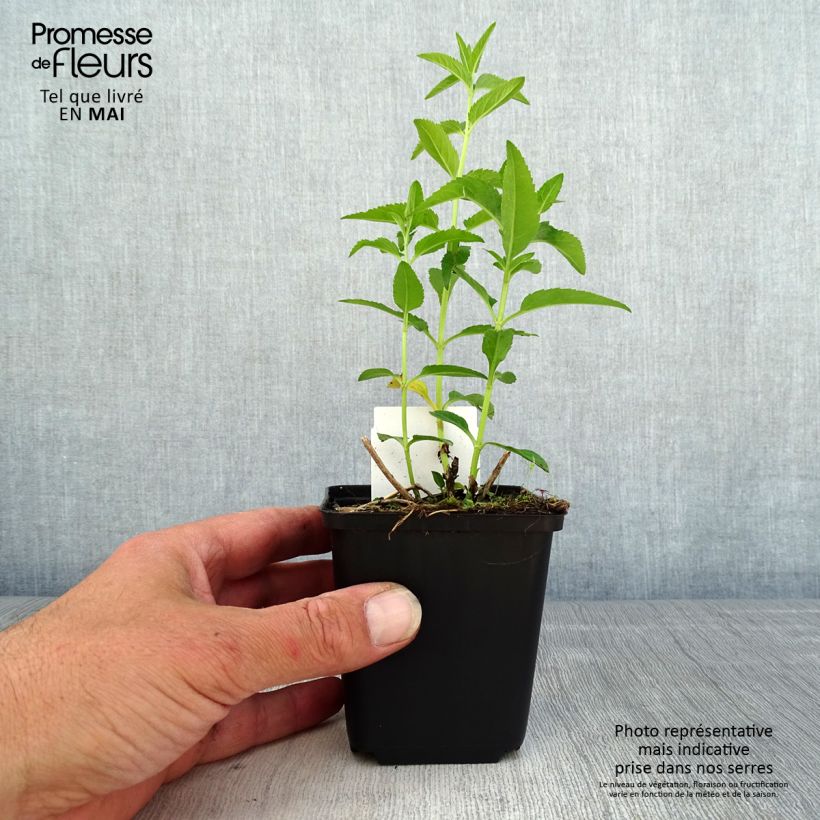 Veronica longifolia First Lady 8/9 cm pot sample as delivered in spring