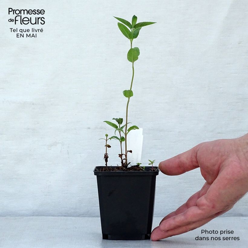 Veronica longifolia Marietta 8/9 cm pot sample as delivered in spring