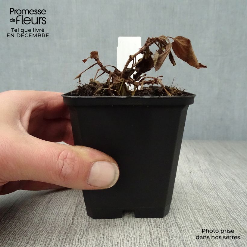 Veronica longifolia Pink Damask 8/9 cm pot sample as delivered in winter