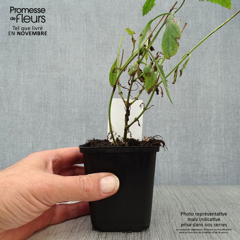 Veronica longifolia Schneeriesin 8/9 cm pot sample as delivered in autumn