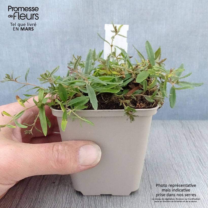 Veronica prostrata Alba 8/9 cm pot sample as delivered in spring