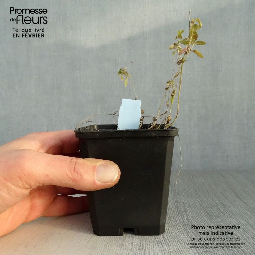 Veronica prostrata 8/9 cm pot sample as delivered in winter