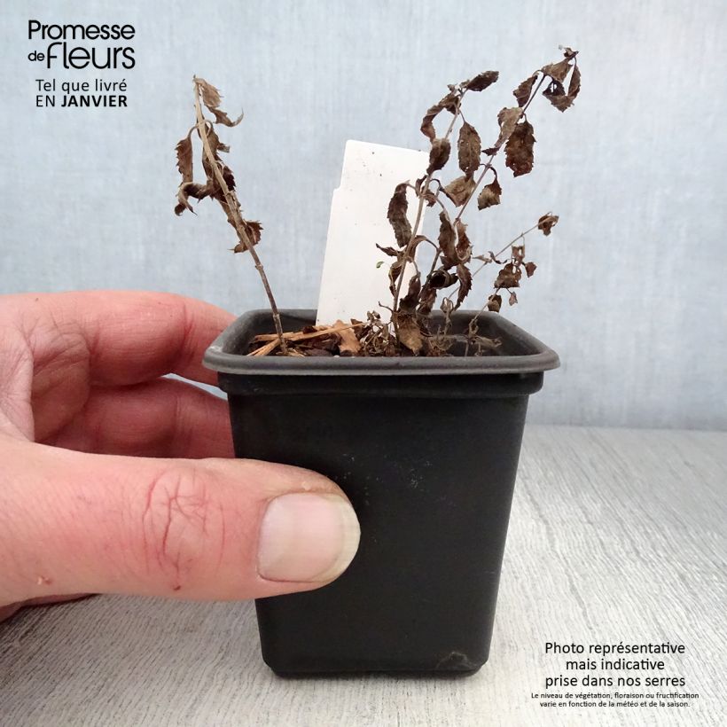 Veronica spicata Alba 8/9 cm pot sample as delivered in winter