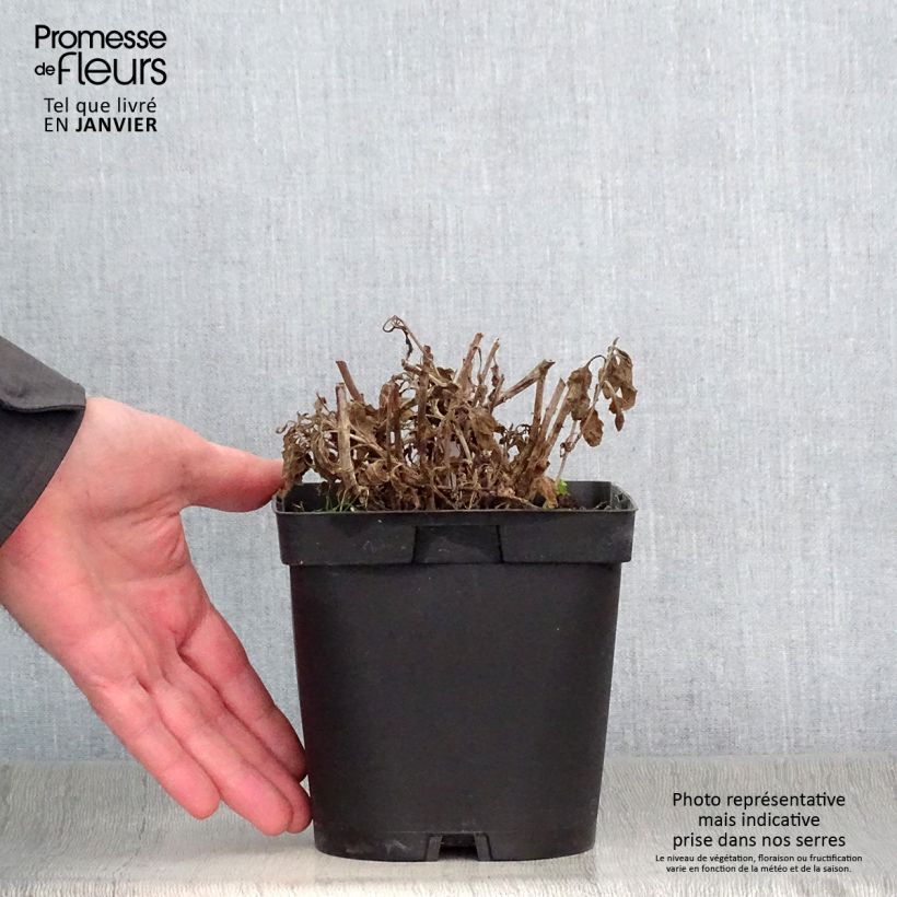 Veronica spicata Alba 2L/3L pot sample as delivered in winter