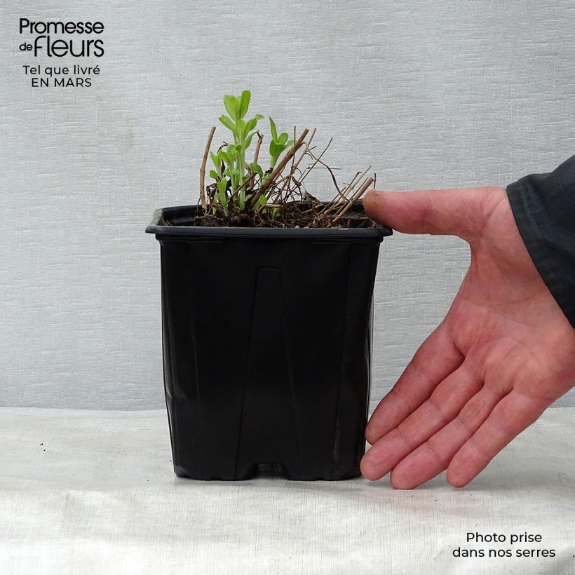 Veronica spicata Alba 2L/3L pot sample as delivered in spring