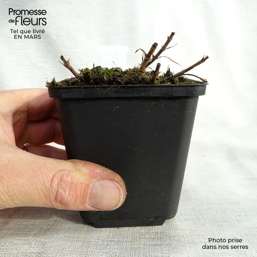 Veronica spicata Barcarolle 8/9 cm pot sample as delivered in spring