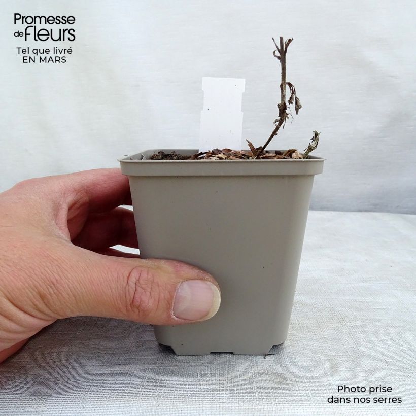 Veronica spicata Bubblegum Candles 8/9 cm pot sample as delivered in spring