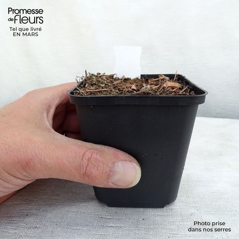 Veronica spicata Erika 8/9 cm pot sample as delivered in winter