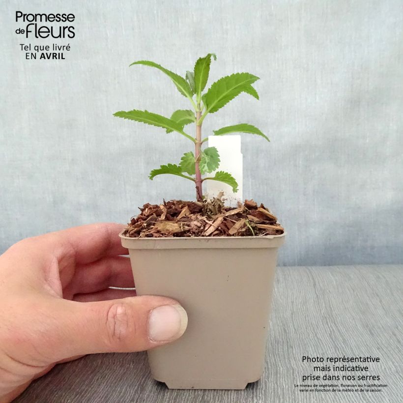 Veronica media First Love 8/9 cm pot sample as delivered in spring