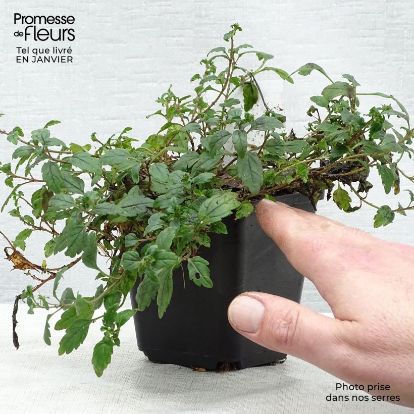 Veronica umbrosa Georgia Blue 8/9 cm pot sample as delivered in winter