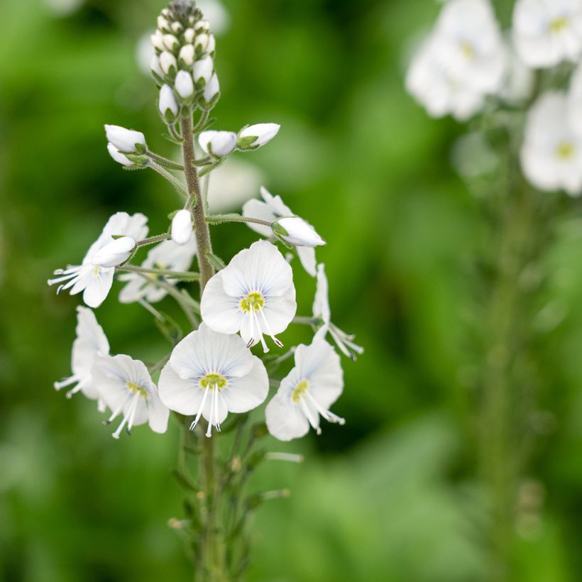 Veronica gentianoides Tissington White (Flowering)