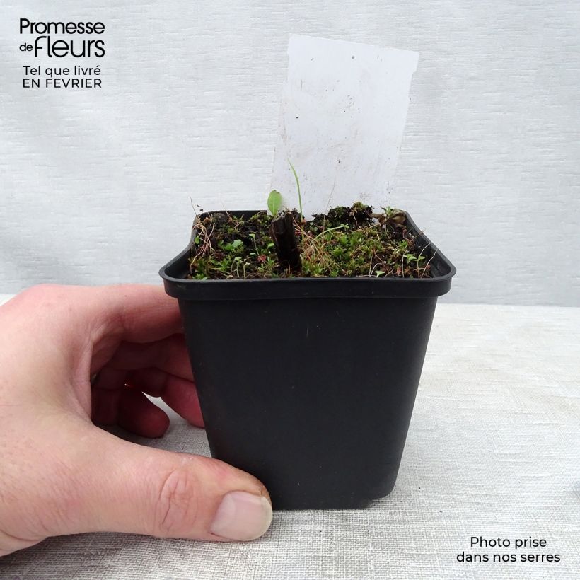 Veronicastrum sibiricum 8/9 cm pot sample as delivered in winter