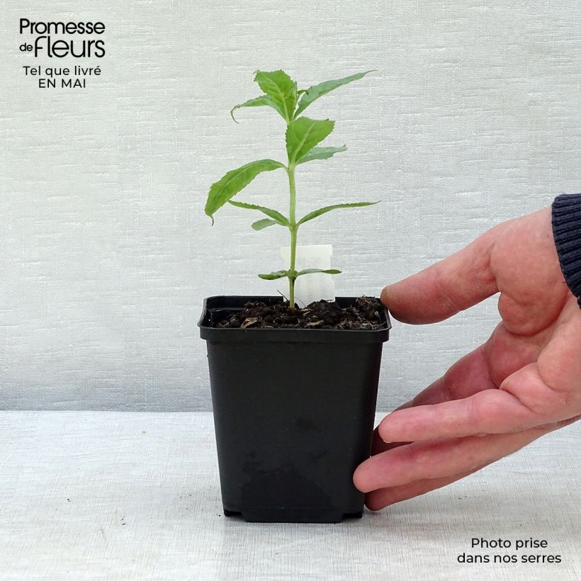 Veronicastrum sibiricum 8/9 cm pot sample as delivered in spring