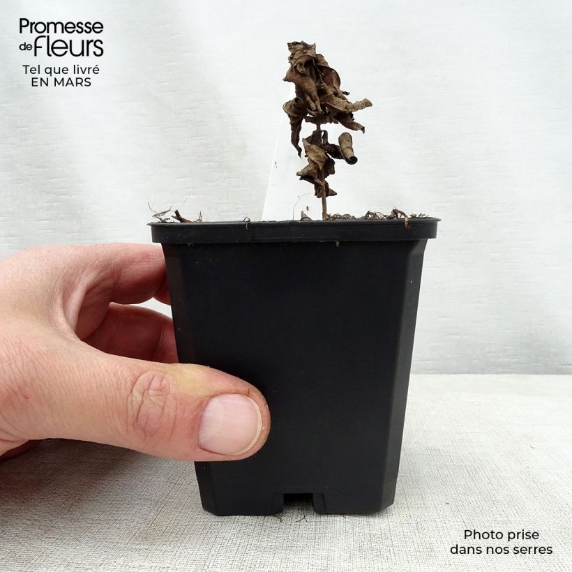 Veronicastrum virginicum Adoration 8/9 cm pot sample as delivered in spring