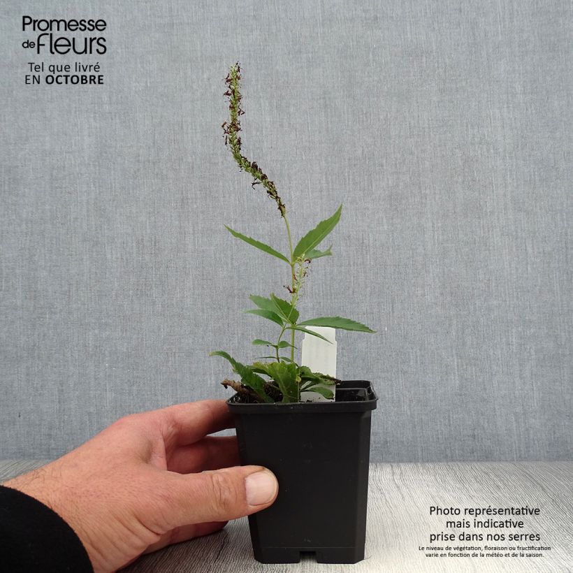 Veronicastrum virginicum Adoration 8/9 cm pot sample as delivered in autumn