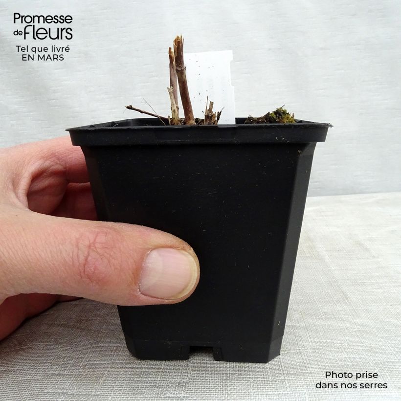 Veronicastrum virginicum Cupid 8/9 cm pot sample as delivered in spring