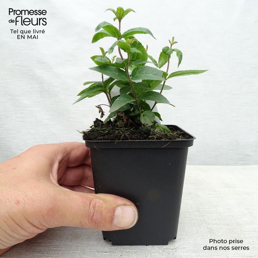 Veronicastrum virginicum Erica 8/9 cm pot sample as delivered in spring