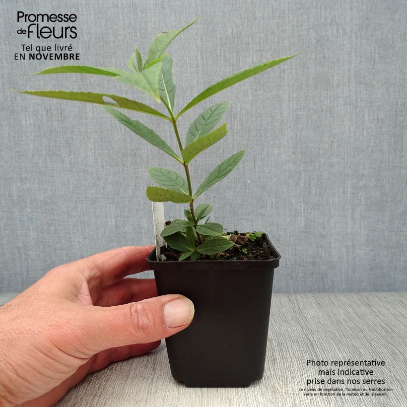 Veronicastrum virginicum Fascination 8/9 cm pot sample as delivered in autumn