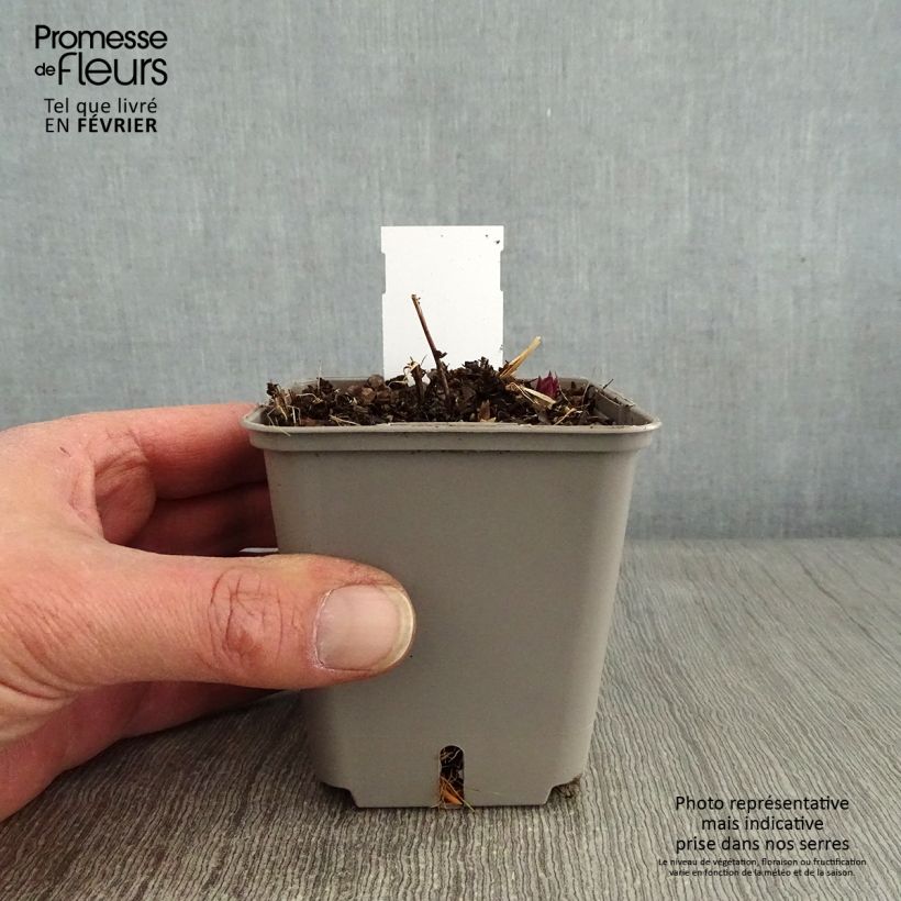 Veronicastrum virginicum Kleine Erika 8/9 cm pot sample as delivered in winter