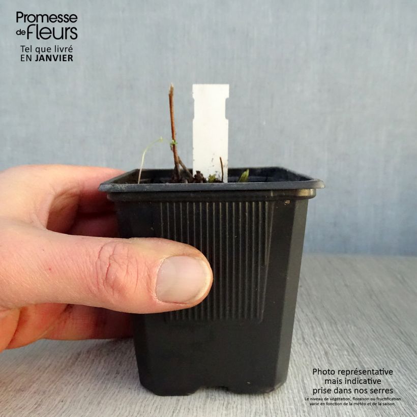 Veronicastrum virginicum Lavendelturm 8/9 cm pot sample as delivered in winter