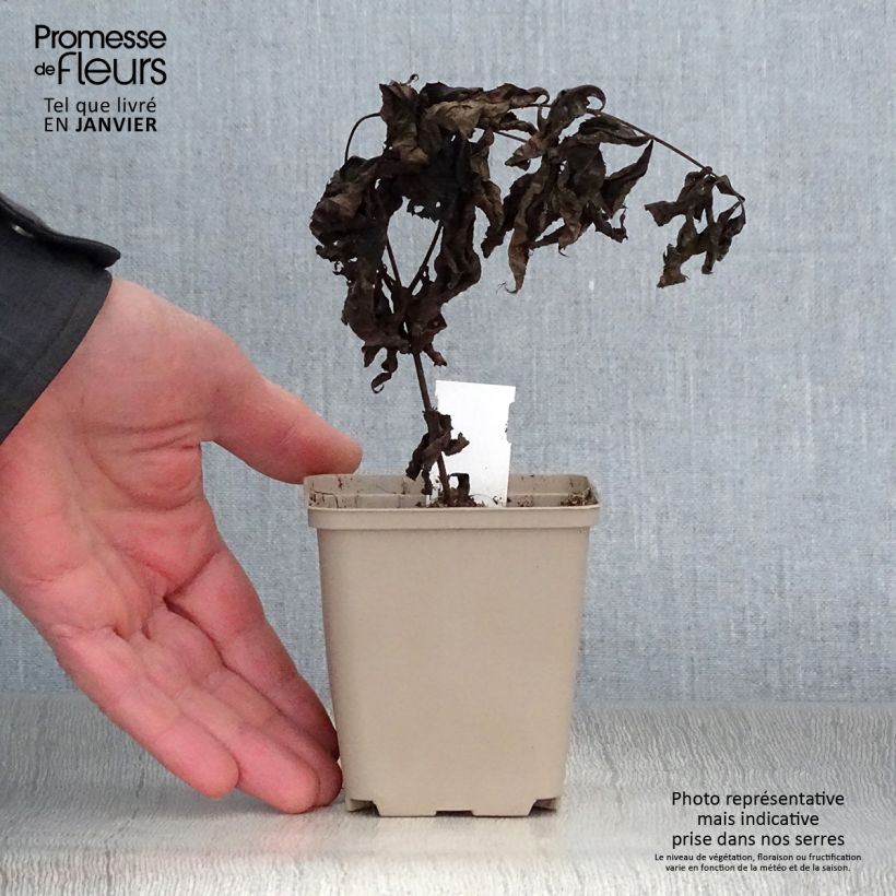 Veronicastrum virginicum Pink Glow 8/9 cm pot sample as delivered in winter