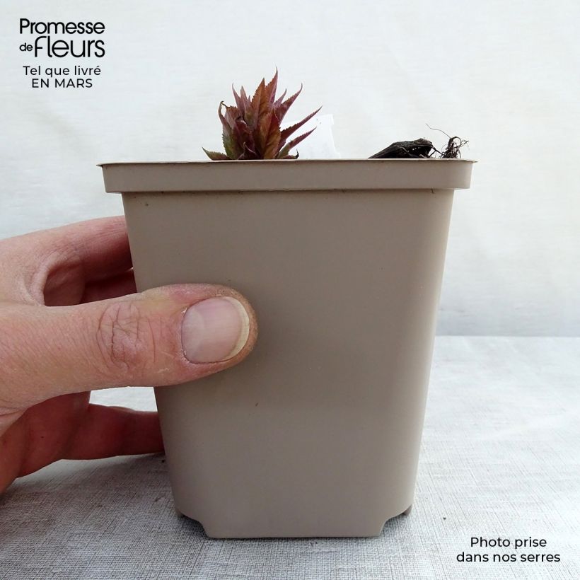 Veronicastrum Red Arrows 8/9 cm pot sample as delivered in spring