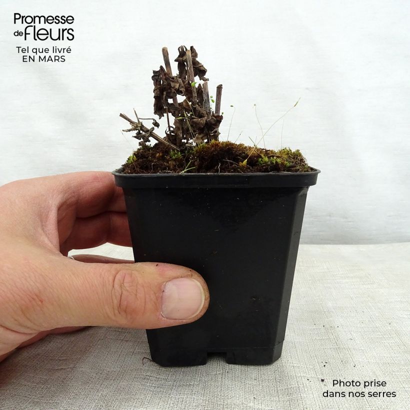 Veronicastrum virginicum Temptation 8/9 cm pot sample as delivered in spring