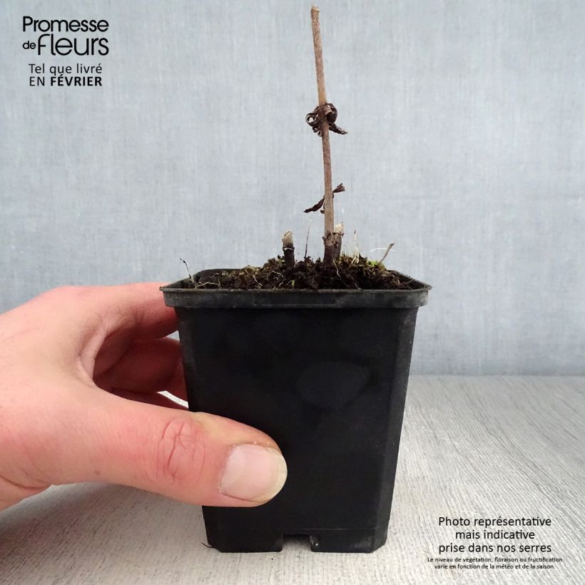 Veronicastrum virginicum Temptation 8/9 cm pot sample as delivered in winter