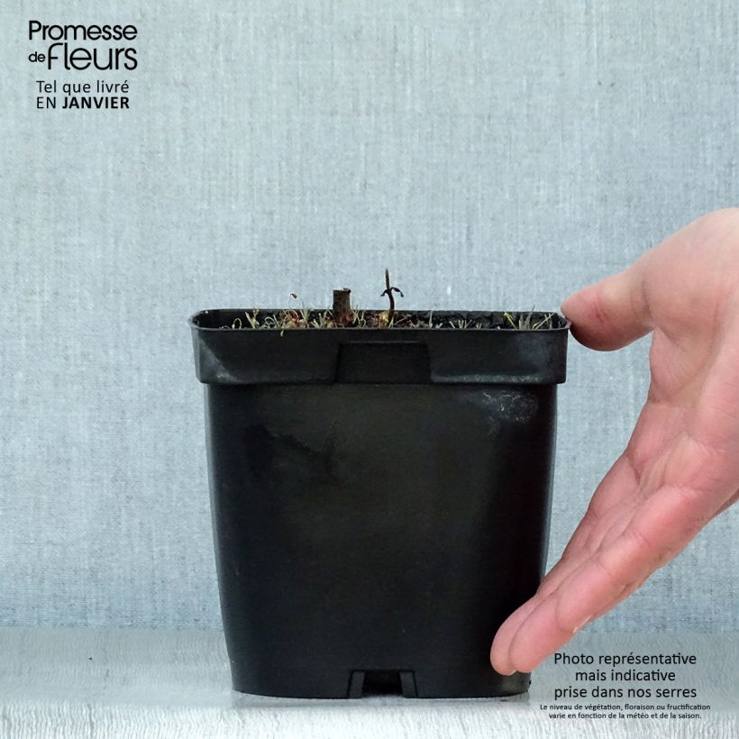 Veronicastrum virginicum Album 2L/3L pot sample as delivered in winter