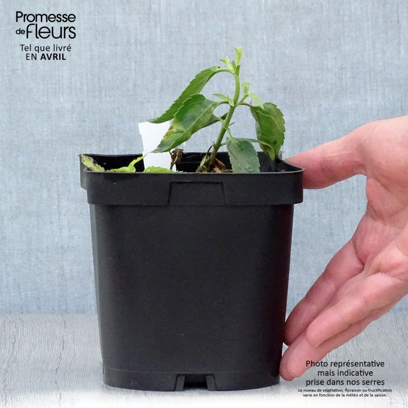 Veronicastrum virginicum Album 2L/3L pot sample as delivered in spring