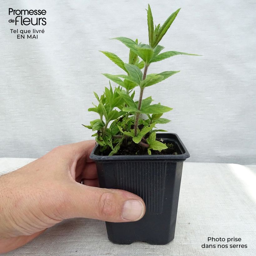 Veronicastrum virginicum Album 8/9 cm pot sample as delivered in spring