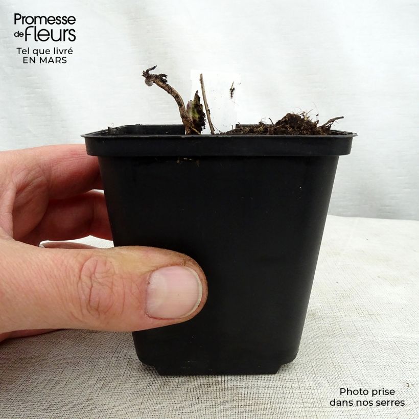 Veronicastrum virginicum Apollo 8/9 cm pot sample as delivered in spring